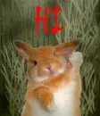 bunny hi