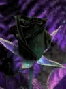 black rose in the rain
