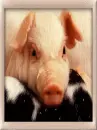 cute pig