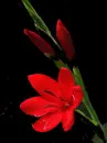 red flower