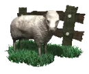 sheep and fence