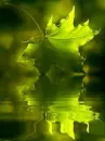 leaf