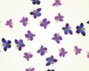 Pretty purple butterflys