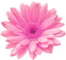 Pink Flower