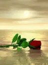 tropical red rose