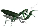 praying mantis