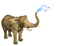 elephant spraying