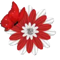 FLOWER BUTTERFLY