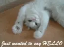 hello kitty cat