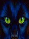 black cat blink