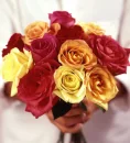 flower, rose