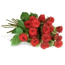 flower, rose