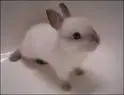 Little bunny