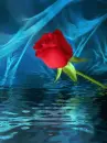 flower, rose
