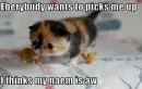 Cute kitten