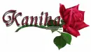 Kanika red rose