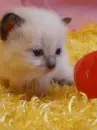 cute kitten