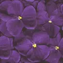 violet wallpaper