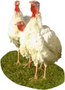 live turkeys
