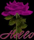 Hello-Rose