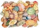 SEA SHELLS