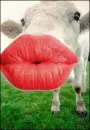 cow-kiss