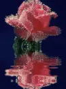 waterdrop rose