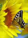sunflower and butterfly