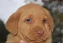 Labrador Retriever fox Red