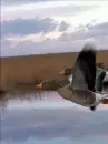 flying geese