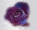 Purple rose