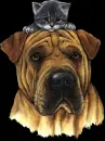 cat and dog friends
