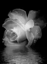 rose in black and white