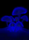 trippy mushrooms
