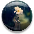 raining on daisys <3