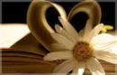 story of the daisy