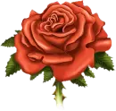 rose