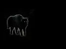black cat