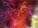 colourful ice crystals 1