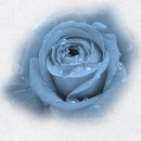 Dew on a blue rose