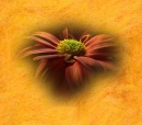 Gerbera