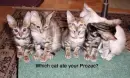 cats on prozac