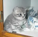 cute cat