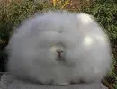 bunny