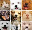 amused pets