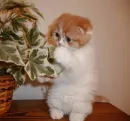 sweet cat