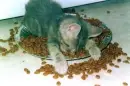 sleepy cat