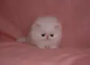 sad cat