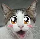 Anime Cat