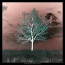 Negative Tree